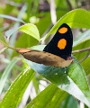 NYMPHALIDAE, Catonephele n. numilia